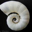 Taveuni-spiral-shell-2000-Nov-Dec