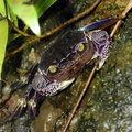 crab-purple-Lavena Fiji-2000-Nov-Dec