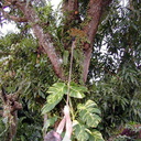 orchid-collecting-Grammatophyllum-Tholo-i-Suva-2000-Nov-Dec