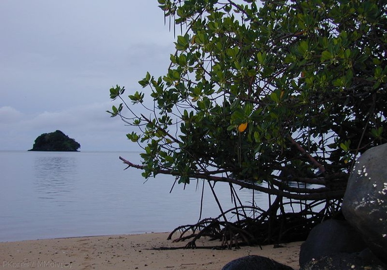 red-mangrove-roots-Taveuni-Des-Voeux-2000-Nov-Dec.jpg