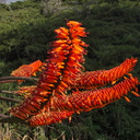 Aloe-sp-arborescens-brilliant-orange-Moorpark-2013-03-05-IMG 0260