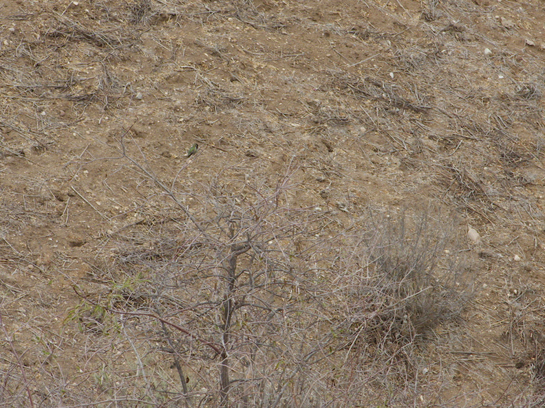 Anna-hummingbird-defending-territory-Moorpark-campus-2014-12-01-IMG_4263..jpg
