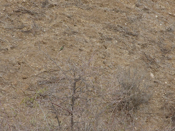 Anna-hummingbird-defending-territory-Moorpark-campus-2014-12-01-IMG 4263.