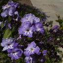 Apocynaceae-Mandevilla-blue-flowered-shrub-Moorpark-campus-2010-05-06-IMG 4924