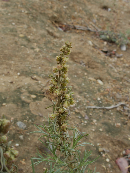 Artemisia-californica-sagebrush-blooming-Moorpark-campus-2014-12-01-IMG_4265..jpg