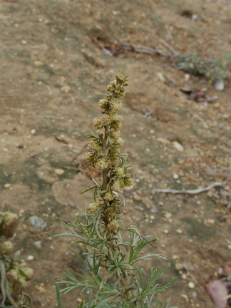 Artemisia-californica-sagebrush-blooming-Moorpark-campus-2014-12-01-IMG 4265.