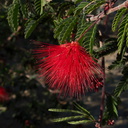 Calliandra-eriophylla-fairyduster-Moorpark-2010-01-14-IMG 3611