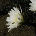 Cereus-blooming-moorpark-parking-lot-2008-12-18-IMG_1641.jpg