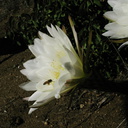 Cereus-blooming-moorpark-parking-lot-2008-12-18-IMG 1641