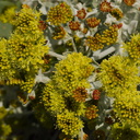 Eriogonum-crocatum-conejo-buckwheat-Ethnobotany-garden-Moorpark-College-2013-03-19-IMG 0330