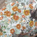 Eriogonum-crocatum-conejo-buckwheat-in-bud-Ethnobotany-garden-Moorpark-20130219 003