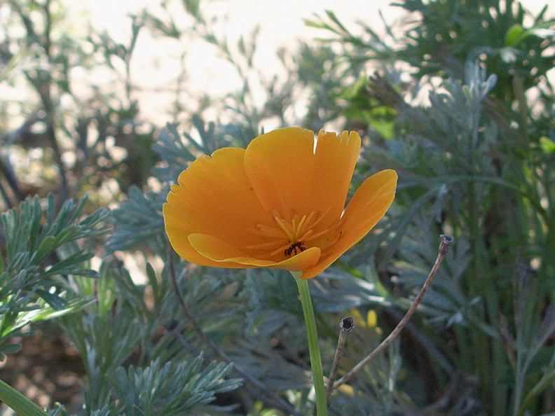Eschscholtzia-californica-California-poppy-Moorpark-2009-11-17-IMG_3515.jpg