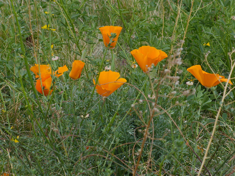 Escscholtzia-and-Lupinus-California-poppy-near-EATM-Moorpark-2014-02-19-IMG_3170.jpg