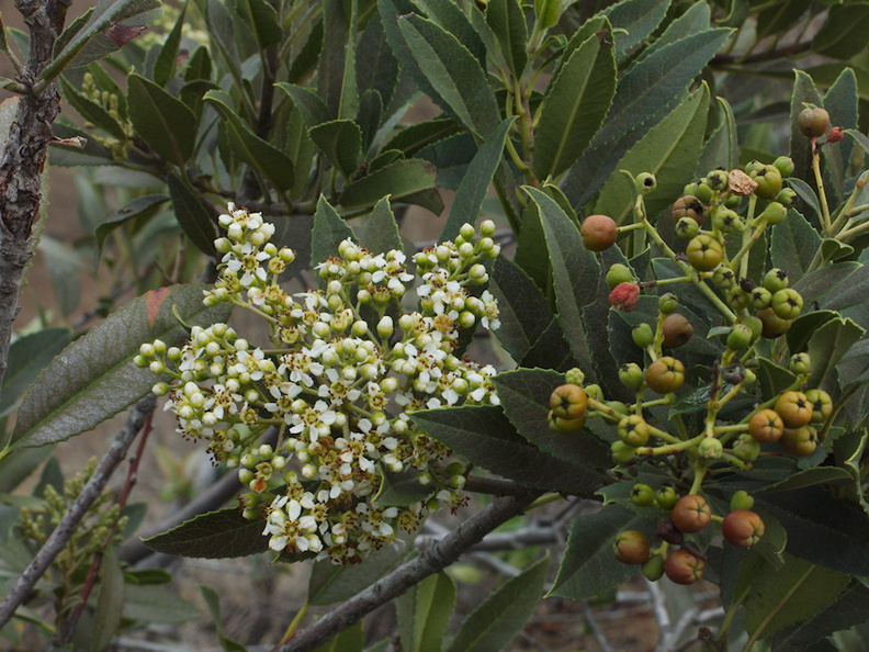 Heteromeles-arbutifolia-toyon-flowering-Moorpark-campus-2014-12-01-IMG_4284..jpg