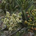 Heteromeles-arbutifolia-toyon-flowering-Moorpark-campus-2014-12-01-IMG 4284.