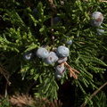 Juniperus-sp-berries-Moorpark-2010-02-11-IMG 3744