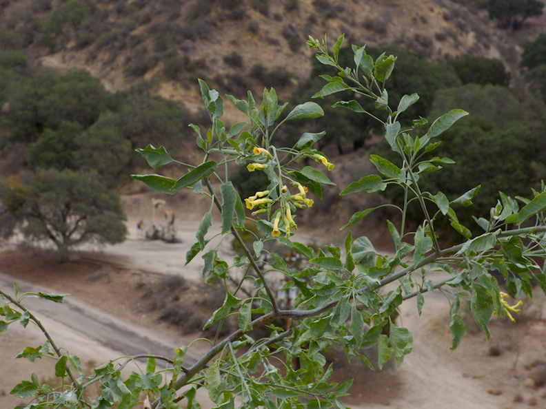Nicotiana-glauca-yellow-tree-tobacco-flowering-Moorpark-campus-2014-12-01-IMG 4276.