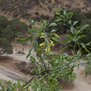 Nicotiana-glauca-yellow-tree-tobacco-flowering-Moorpark-campus-2014-12-01-IMG 4276.
