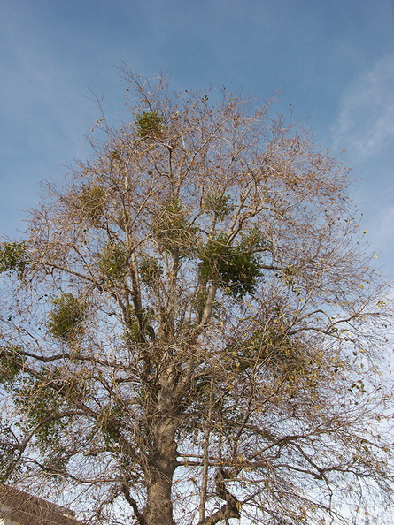 Phoradendron-in-leafless-sycamore-2013-01-29-IMG_3392.jpg