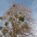 Phoradendron-in-leafless-sycamore-2013-01-29-IMG_3392.jpg