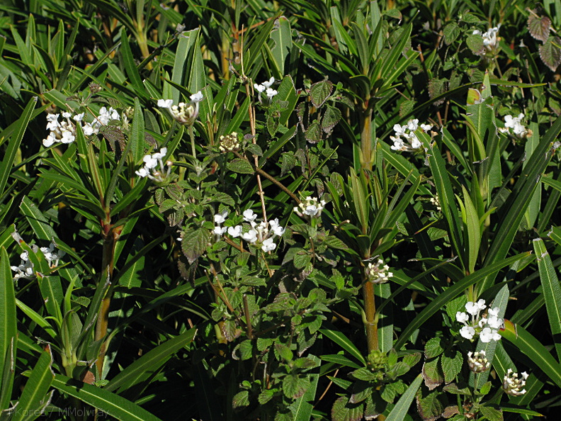 Trachelospermum-jasminoides-confederate-jasmine-Moorpark-2009-03-05-IMG 1814