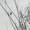 hummingbird-annas-male-2013-01-29-IMG 3398