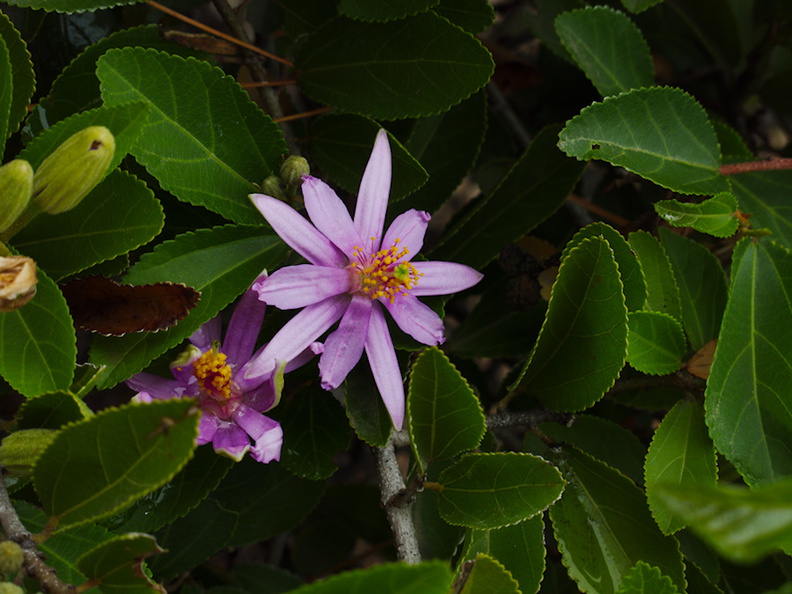 indet-purple-flowered-shrub-gynandrium-Moorpark-campus-2014-12-01-IMG 4290.