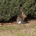 rabbit-near-Admin-2013-01-29-IMG 3395