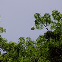 Ceiba-speciosa-silk-floss-tree-pods-Ventura-Schools-Admin-2013-05-15-IMG 0835