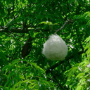 Ceiba-speciosa-silk-floss-tree-pods-Ventura-Schools-Admin-2013-05-15-IMG 0836
