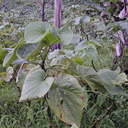 Piper-methysticum-kava-farm