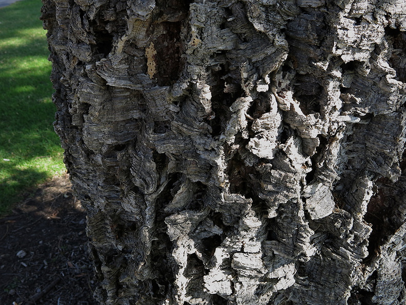 Quercus-suber-cork-oak-bark-Plaza-Park-Ventura-2013-11-09-IMG 3038