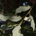 Quercus-suber-cork-oak-leaves-Plaza-Park-Ventura-2013-11-09-IMG_3042.jpg