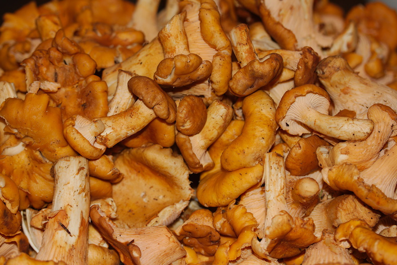 chanterelles-delectable-mushrooms-Oregon-2014-11-09-IMG 0276.