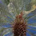 date-fruits-on-palm-tree-Date-Palm-Oasis-Mecca-2016-03-04-IMG_2838.jpg