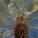date-fruits-on-palm-tree-Date-Palm-Oasis-Mecca-2016-03-04-IMG 2838