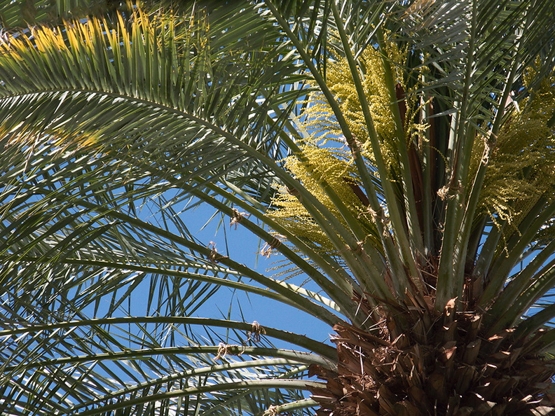 date-palm-inflorescences-Oasis-Date-Gardens-Thermal-CA-IMG 1085