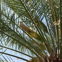 date-palm-inflorescences-in-paper-bags-Oasis-Date-Gardens-Thermal-CA-IMG 1087