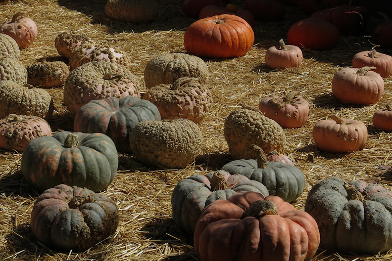 pumpkins-Underwood-Farms-2014-10-19-IMG_4164.jpg