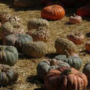 pumpkins-Underwood-Farms-2014-10-19-IMG 4164