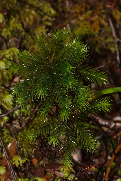 Dawsonia-like-moss-Nothofagus-beech-forest-Bealeys-Valley-Arthurs-Pass-2013-06-14-IMG_8247.jpg