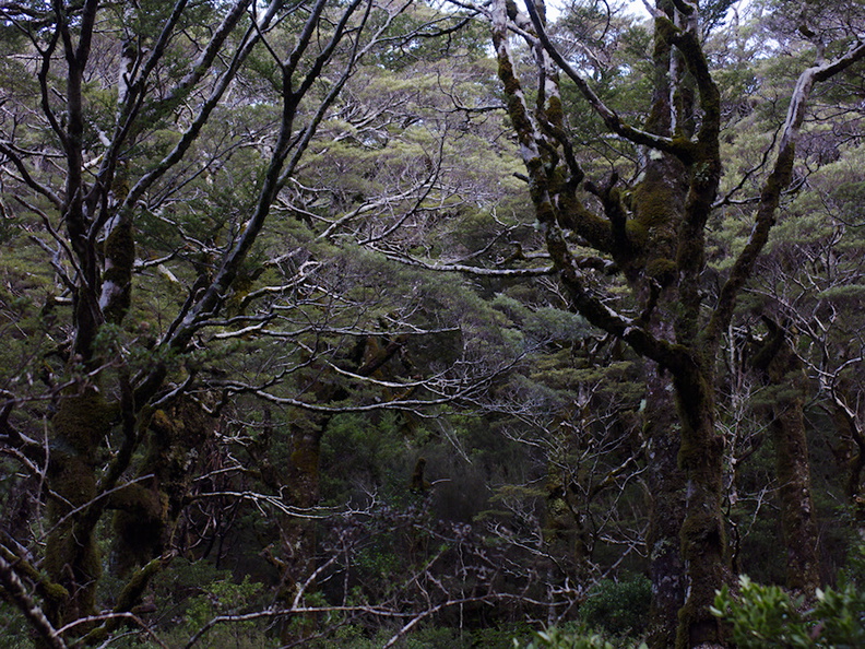Nothofagus-beech-forest-Bealeys-Valley-Arthurs-Pass-2013-06-14-IMG_1520.jpg