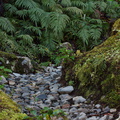 fern-Nothofagus-beech-forest-Bealeys-Valley-Arthurs-Pass-2013-06-14-IMG 8212