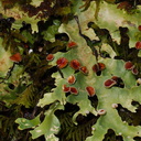 foliose-lichen-Pseudocyphellaria-sp-Nothofagus-beech-forest-Bealeys-Valley-Arthurs-Pass-2013-06-14-IMG 1523