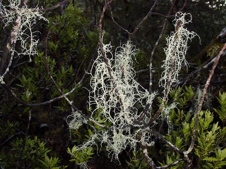jade-white-fruticose-lichen-Nothofagus-beech-forest-Bealeys-Valley-Arthurs-Pass-2013-06-14-IMG_1514.jpg