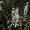 jade-white-fruticose-lichen-Nothofagus-beech-forest-Bealeys-Valley-Arthurs-Pass-2013-06-14-IMG 1514