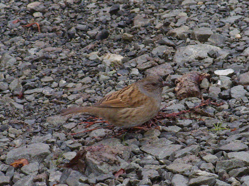 little-brown-bird-Lake-Pearson-Rte-73-2013-06-15-IMG_1632.jpg