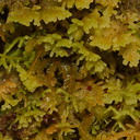 liverwort-Nothofagus-beech-forest-Bealeys-Valley-Arthurs-Pass-2013-06-14-IMG 8209
