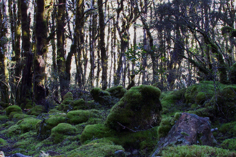 mossy-floor-of-Nothofagus-beech-forest-Bealeys-Valley-Arthurs-Pass-2013-06-14-IMG_1492.jpg