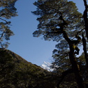 mountain-view-Nothofagus-beech-forest-Bealeys-Valley-Arthurs-Pass-2013-06-14-IMG 1497